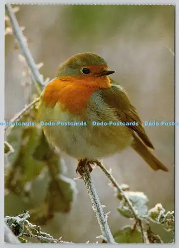 D318024 Robin. Erithacus rubecula. Vogel. R. Siegel. A. Korsch. München. Deutschland.