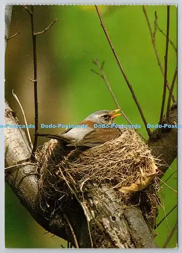 D318025 Brutfeldtarif. Turdus pilaris. Vogel. T. Gruner. A. Korsch. München.