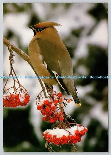 D318026 Waxwing. Vogel. G. Wendl. Turdus pilaris. A. Korsch. München. Deutschland. Po