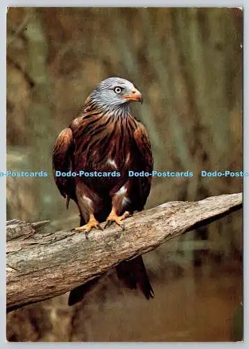 D318027 Rotmilan. Milvus milvus. Britische Greifvögel. Hans Reinhard. Bruce Col