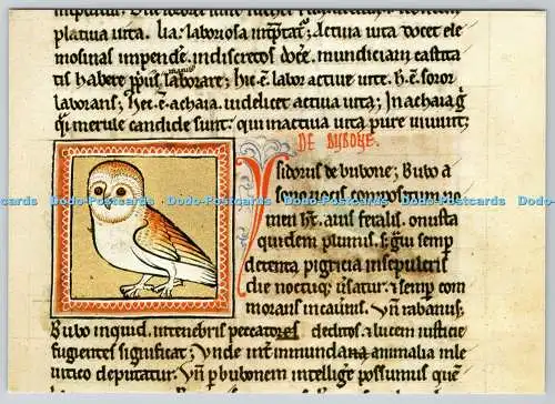 D323298 Die Eule. Bodleian Library. Oxford. Aus dem Ashmole Bestiarium. Akademisch