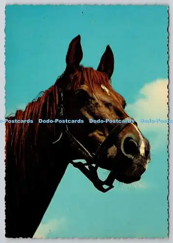D318063 Braunes Pferd. Krüger. Postkarte