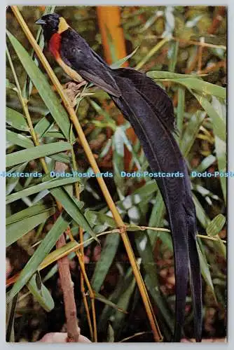D318082 Tour Rhodesien und Nyasaland. Paradise Whydah. Vidua paradisaea. Roy Cree