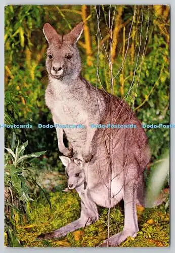 D318085 Känguru und Joey. Großes hüpfendes Beuteltier einzigartig in Australien. Nationale