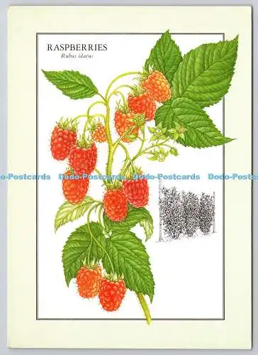 D318127 Himbeeren. Rubus idaeus. David Baxter Illustration. Lebensmittel aus Ihrem Gar