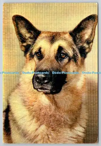 D318141 Ballade von Hastegill. Deutscher Schäferhund. Das Feld. J. Arthur Dixon. Ne