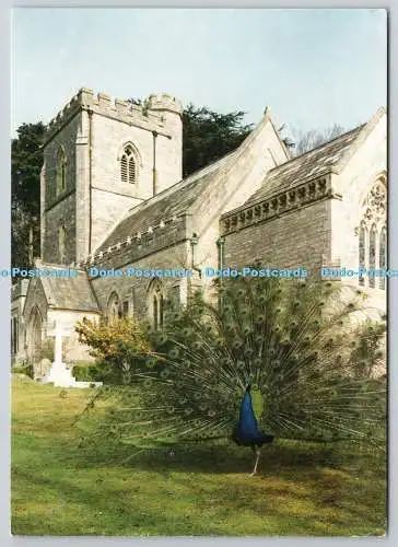 D318142 Dorset. Poole. Brownsea Island. National Trust. Pfau. Delpool Bild