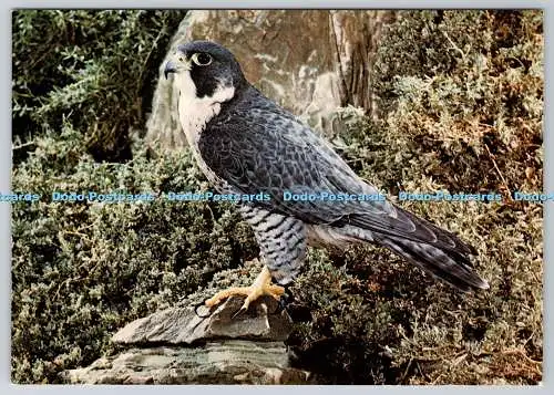 D315343 Wanderer. Falco peregrinus. R. J. C. Blewitt. Ardea. British Birds of P