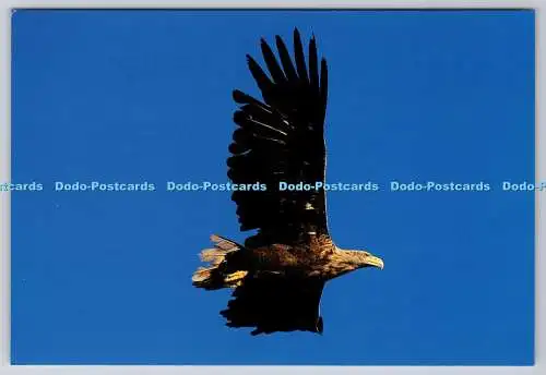 D315344 Seeadler mit Weißschwanz. Haliaeetus albicilla. Laurie Campbell. Island Se