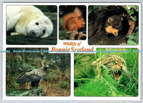 D315353 Wildlife of Bonnie Scotland. Schottland im Fokus. R. Chaplin. L. Campbell.