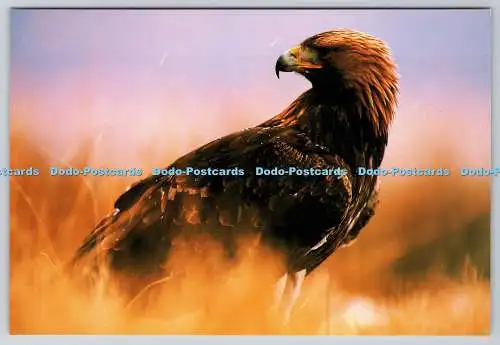 D315363 Steinadler. Aquila chrysaetos. Insel Serie. Laurie Campbell. Inseln
