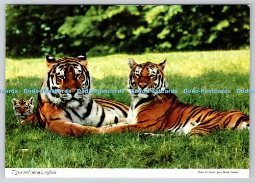 D315365 Wiltshire. Warminster Tiger und Jungtier bei Longleat. Panthera Tigris. D. Nein