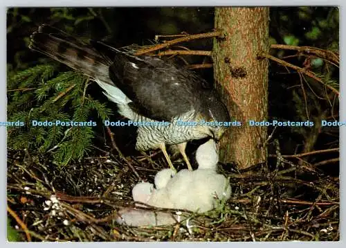 D315366 Sparrowhawk. Accipiter nisus. Roger Wilmhurst. Bruce Coleman. J. Arthur
