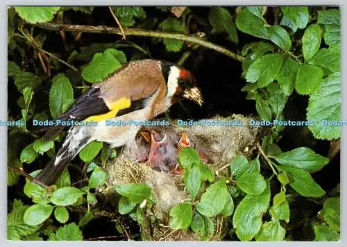 D315367 Goldfinch. Carduelis Carduelis. Jeffery. Naturkunde fotografisch. J