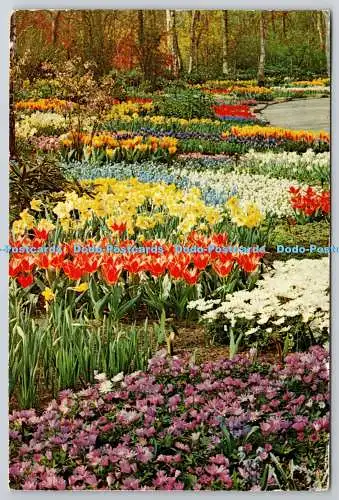 D318216 Holland. Keukenhof Lisse. Planeta. Haarlem. L. Blok. 1969. Postkarte