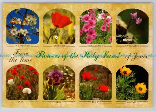 D323450 Blumen des Heiligen Landes. Palphot Ltd. Dr. Darom und G. Eldar. Multi Vie