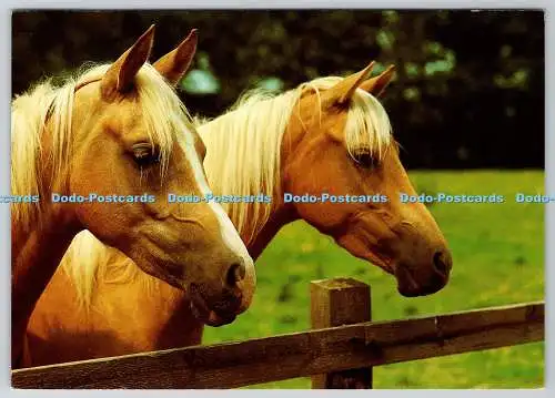 D315404 Pferde. Tierserie. CoBLTD. Bamforth. Holmfirth. G 645. Postkarte