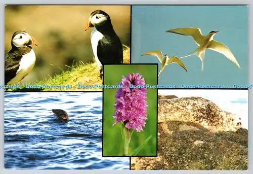 D315405 Scotlands Islands. Flora und Fauna. Papageientaucher und Polarseeschwalbe. Otter und Se