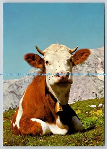D318225 Portrait einer schönen Kuh. Depaoli. A 123. Postkarte