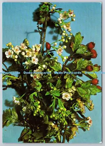 D318227 Glastonbury Heiliger Dorn blüht im Winter. Walter Scott Colour Ser