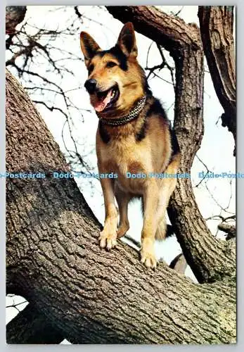 D318284 Crackie The Dog. J. Arthur Dixon. Farbfoto. Natürliche Fotogravur