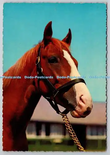 D318285 Brown Horse. Krüger. Westdeutschland. Postkarte