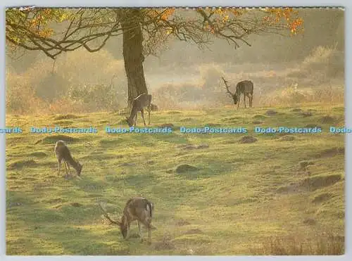 D323545 New Forest Deer. Bolderwood. Hants. Wally Symes. Krebslinderung Macmillan