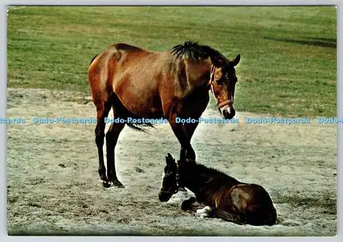 D315526 Braunes Pferd und Fohlen. CMC. Gedruckt in Italien. Postkarte