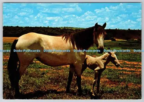 D315527 Pferd und Fohlen. CMC. Gedruckt in Italien. Postkarte