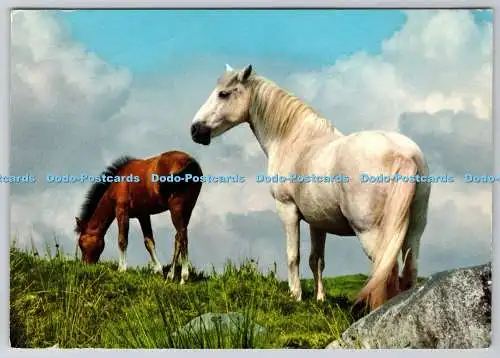 D315528 Connemara Ponys. J. Willis. John Hinde. Irland. Postkarte
