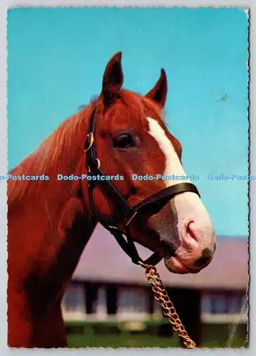 D318347 Braunes Pferd. Krüger. Westdeutschland. Postkarte
