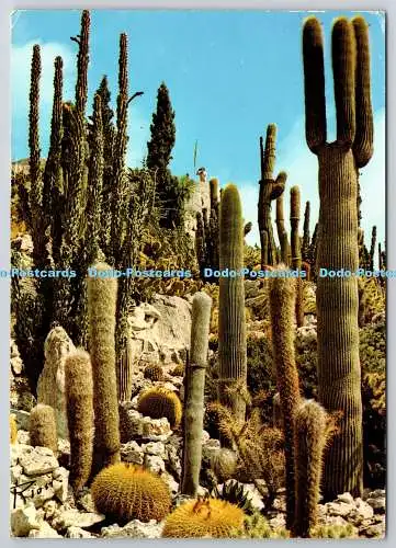 D318353 La Cote d Azur nicht zu zweit. Plantes exotiques. Azur Riviera. Frejus. 198