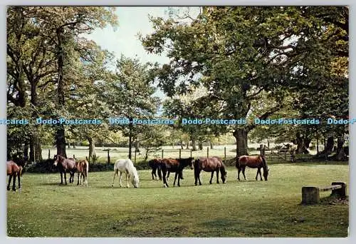 D315540 New Forest Ponys. B. J. Chappia. J. Arthur Dixon. Newport. Farbfoto