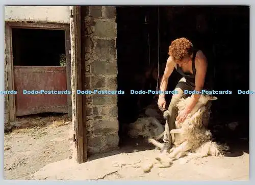 D323658 Schere auf Cwmhenog Farm. Liz Fleming Williams. Cardiau Cefn Gwlad Coun