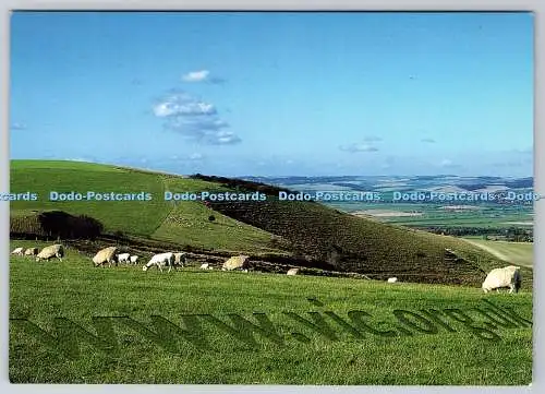 D323660 Schafe grasen auf Kreideböschung. South Downs. Virtuelles Informationszentrum