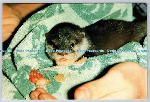 D323661 The New Forest Otter and Owl Centre. Ashurst. Southampton. Asian Shortcl