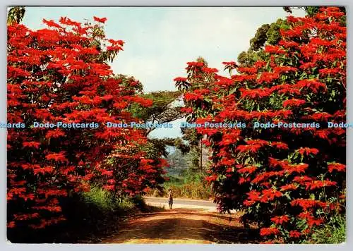 D315639 Northern Transvaal. Tzaneen. Weihnachtsstern blühend. Frameworthy Publicat