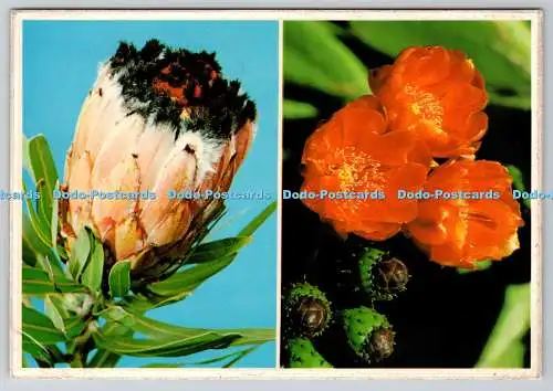 D315647 Die Protea- und Stachelperlenblüten. Südafrikas Nationalblume. Art