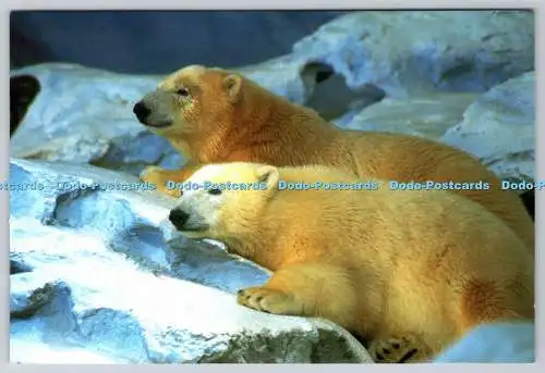 D323735 Seaworld. Abenteuerparks. Eisbären. PM Orlando. 2002