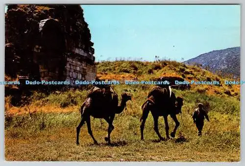 D323741 Ephesus. Eine Karawane von Kamelen in den historischen Ruinen. Ticaret Kartpostal