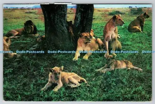 D315697 Tansania. Serengeti Nationalpark. Stolz des Löwen. Justis Lyaruu. Tanzani