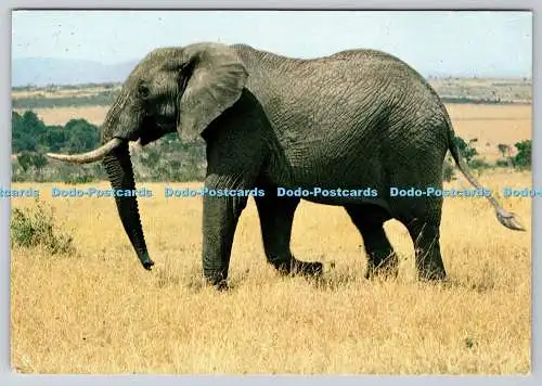 D315700 Elefant. Nachrichtenagentur Mombasa. Gedruckt in Italien. C. R. Soares. Crystal S