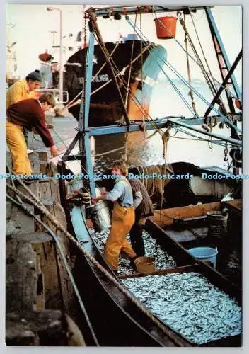 D318520 Poole. Der Kai. Fischer mit ihrem Sprottenfang. Delpool. Michael