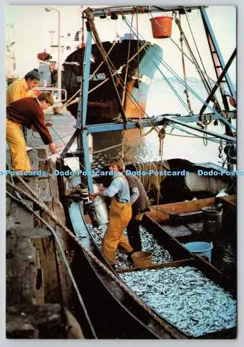 D318521 Poole. Der Kai. Fischer mit ihrem Sprottenfang. Delpool. Michael