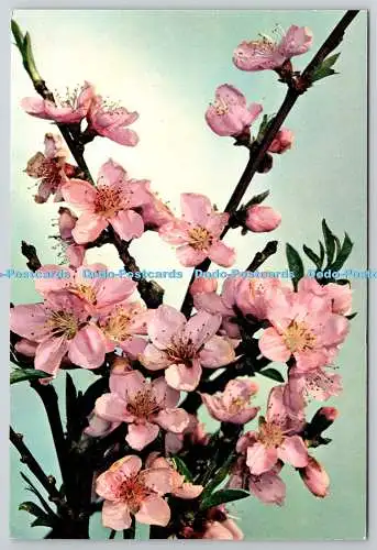 D318583 Mandelblüten. Prunus Amygdalus. J. Arthur Dixon. Newport. Farbfoto
