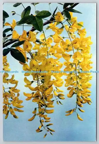 D318584 Laburnum Baumblüten. Laburnum anagyroides. J. Arthur Dixon. Newport. C