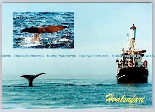 D315814 Norwegen. Andenes. Hvalsafari. Pottwal. Geir Helland. ZUM FOTO ALS. Hars