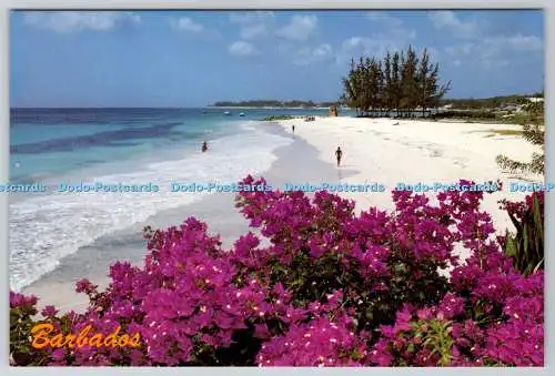 D320247 Barbados. Bougainvillea in Blüte. Antillen-Grußkarten. Karibik Gr
