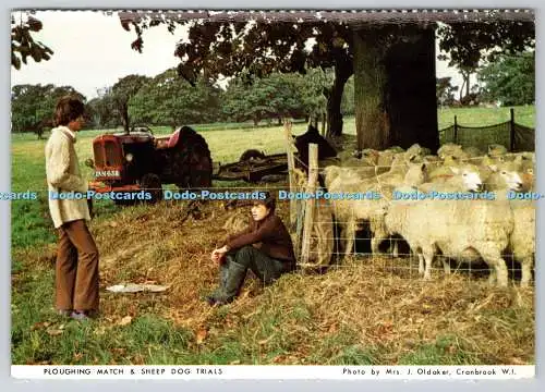 D315951 Pflugstreichholz und Schäferhundversuche. J. Oldaker. Cranbrook W.I. West K