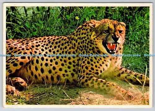 D318763 South African Game Reserve. Gepard. Acinonyx jubatus. Kunstverlag. D